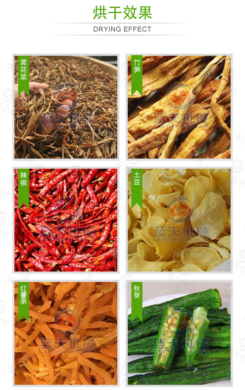蔬菜網(wǎng)帶烘干機烘干效果