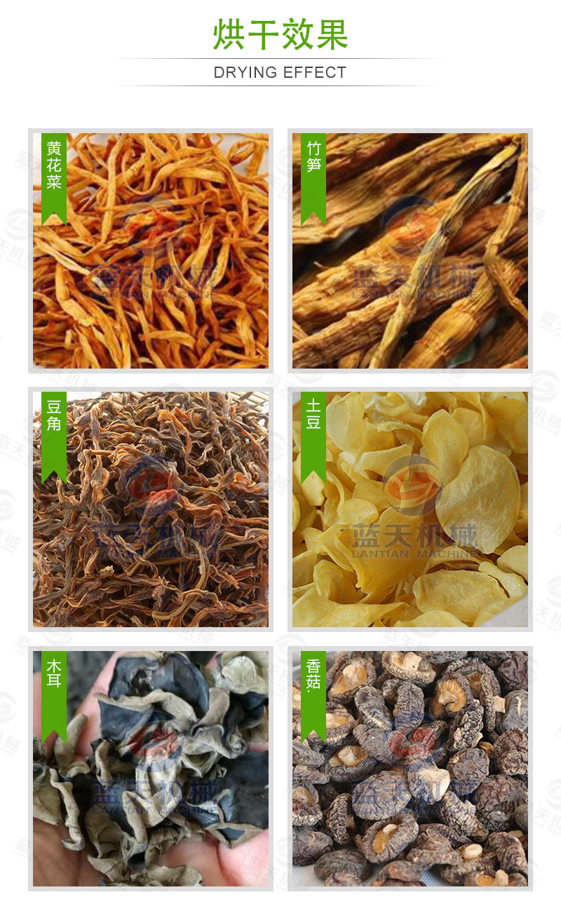 黃花菜網(wǎng)帶烘干機烘干效果