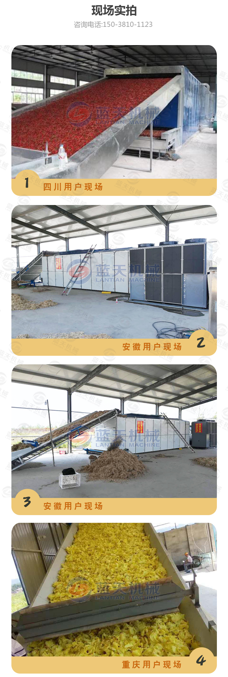 黃花菜網(wǎng)帶烘干機現(xiàn)場實拍