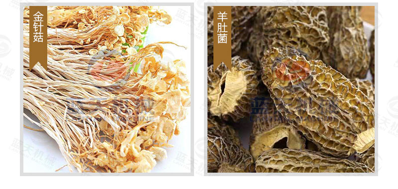 生姜片網(wǎng)帶烘干機烘干效果