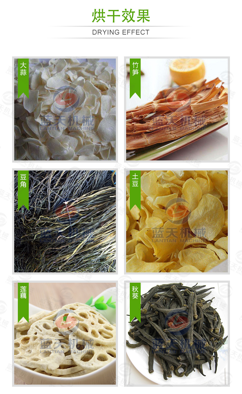  大蒜片網(wǎng)帶烘干機烘干效果