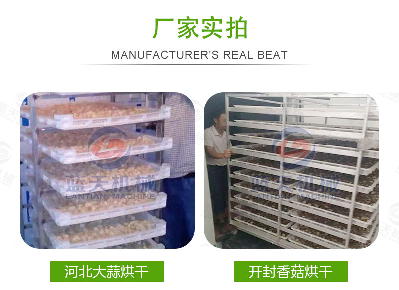  大蒜片網(wǎng)帶烘干機廠家實拍