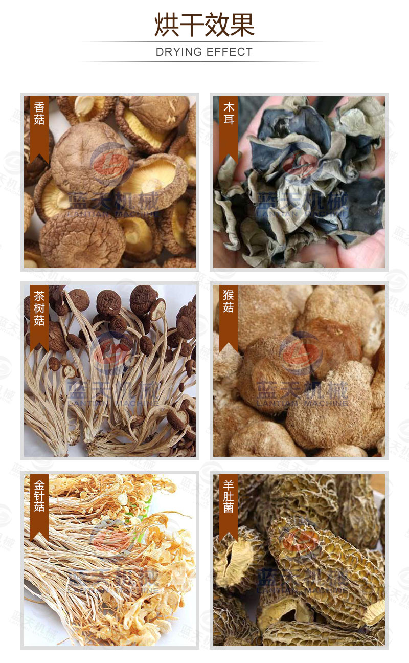 食用菌網(wǎng)帶烘干機烘干效果