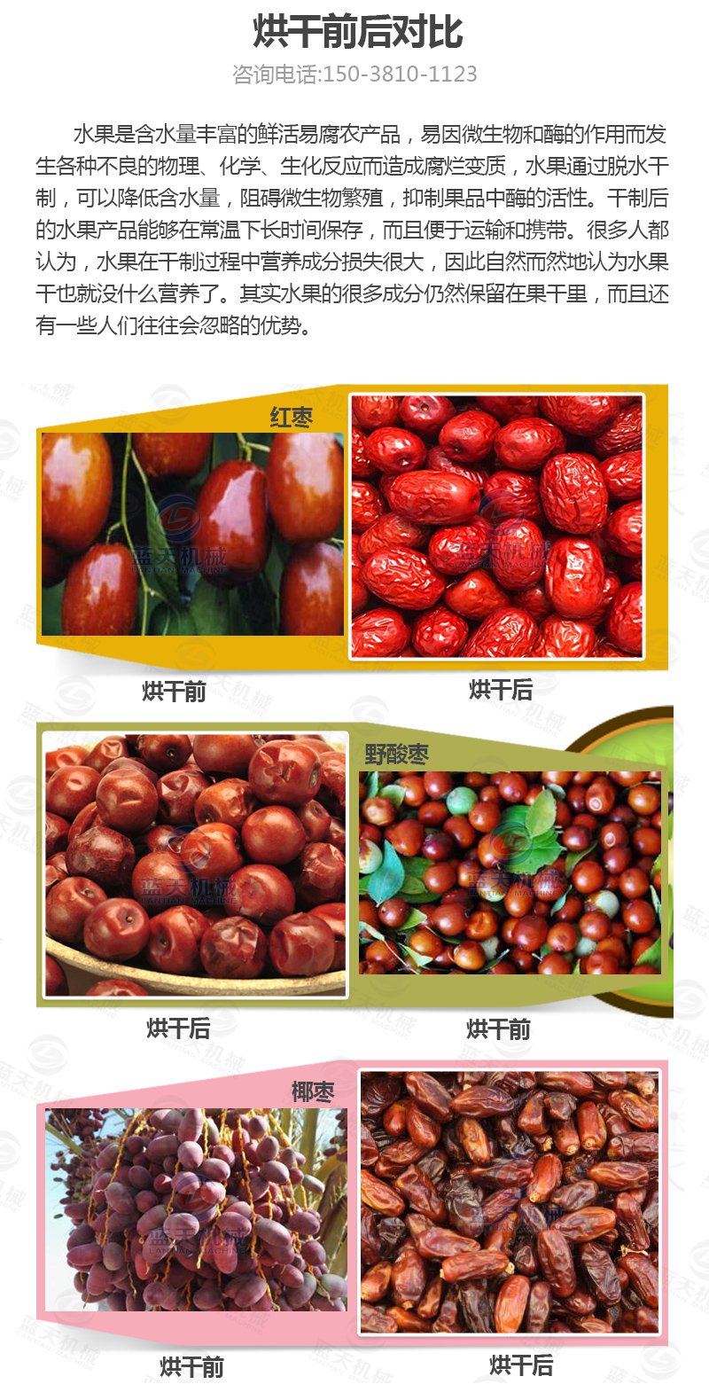 大棗網(wǎng)帶烘干機(jī)烘干前后