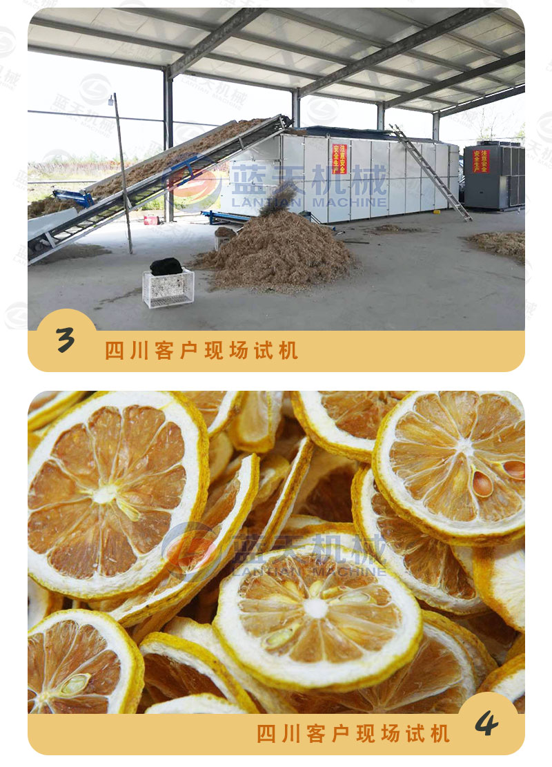 檸檬片網(wǎng)帶烘干機試機現(xiàn)場
