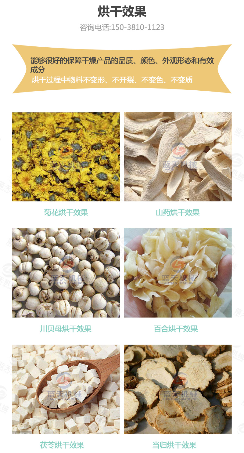 山藥片網(wǎng)帶式烘干機烘干效果