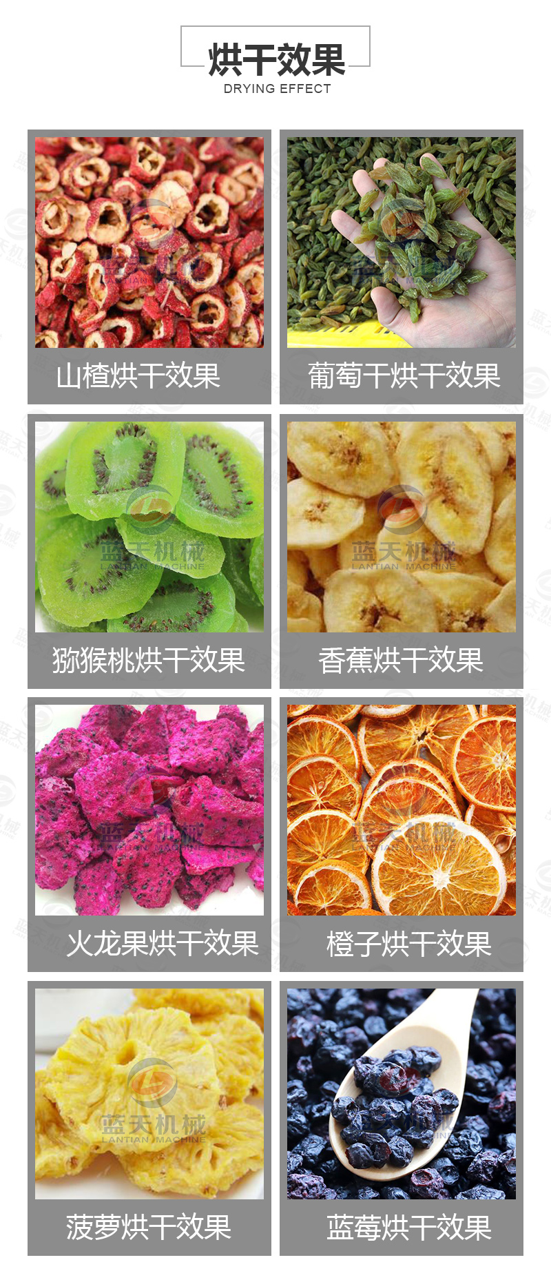 山楂片網(wǎng)帶烘干機烘干效果