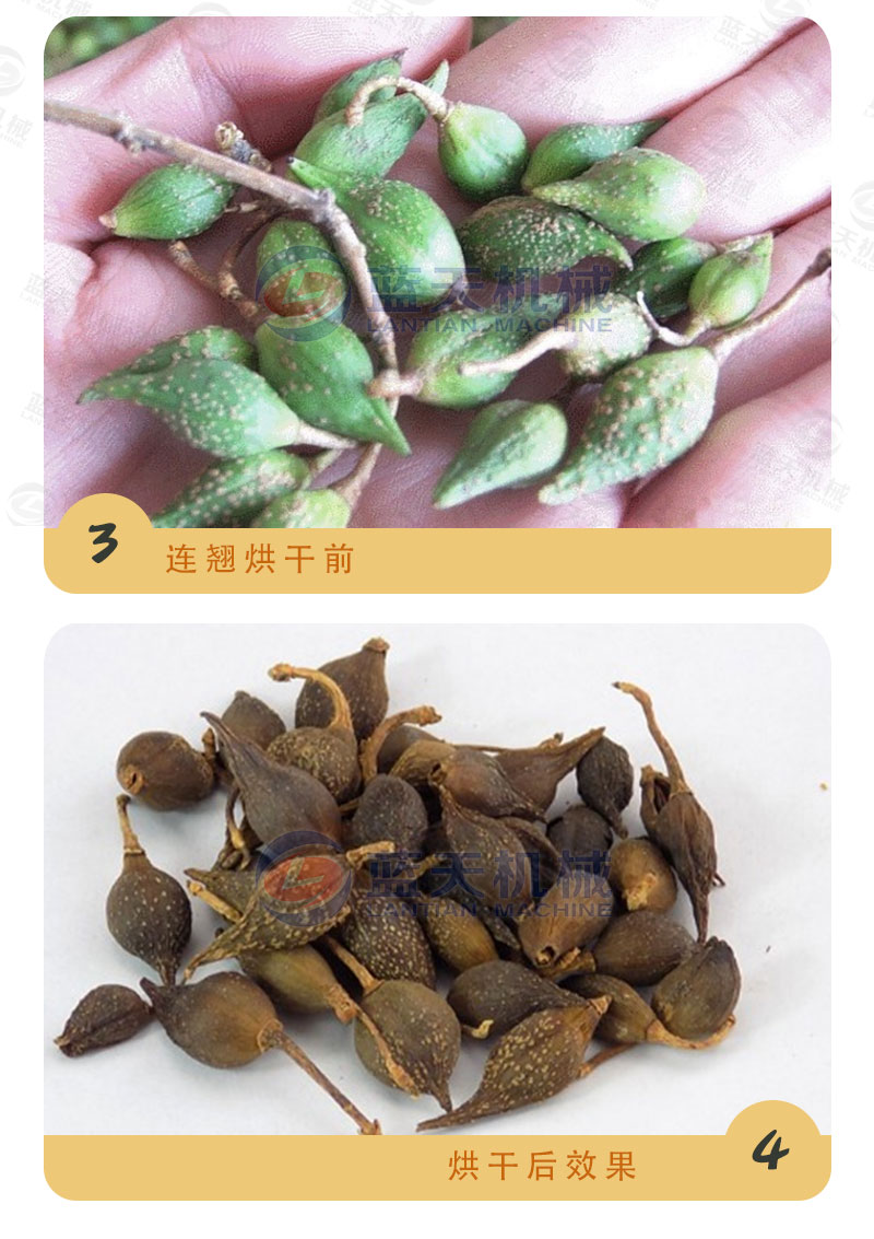 連翹網(wǎng)帶式烘干機(jī)烘干前后