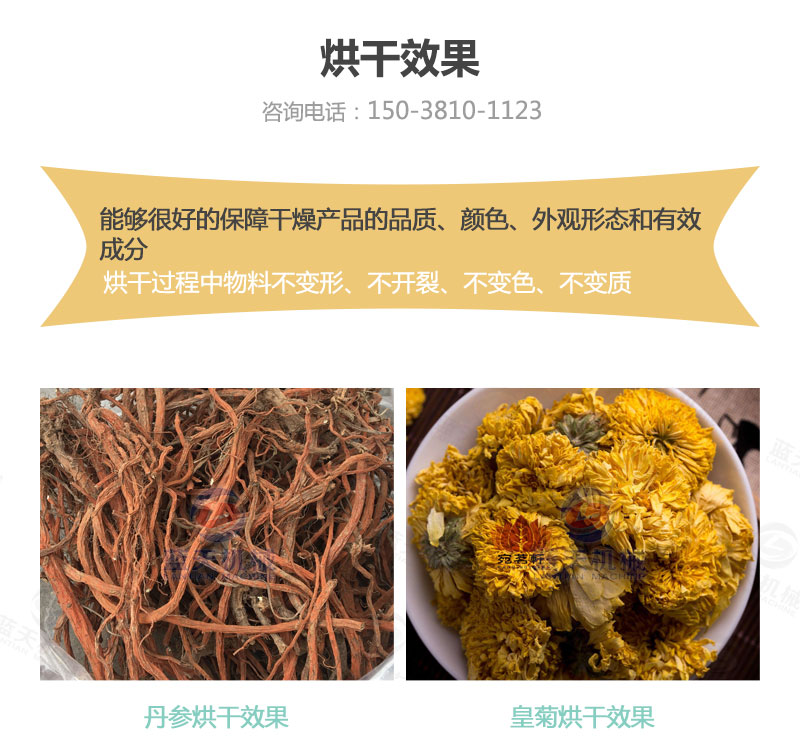 丹參網(wǎng)帶式烘干機烘干效果