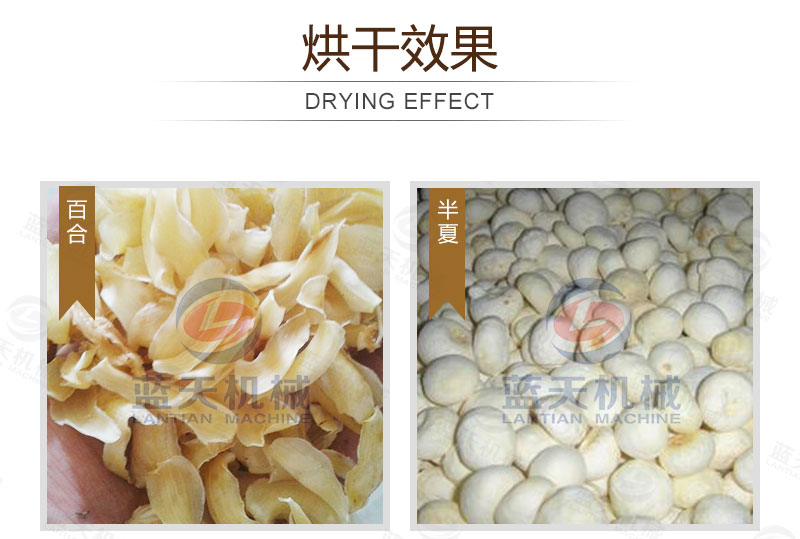 百合網(wǎng)帶式烘干機(jī)烘干效果