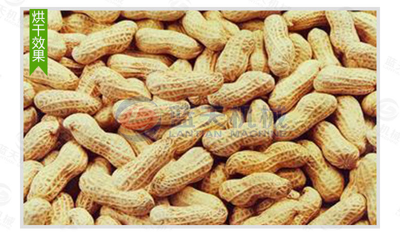 花生網(wǎng)帶式烘干機烘干效果