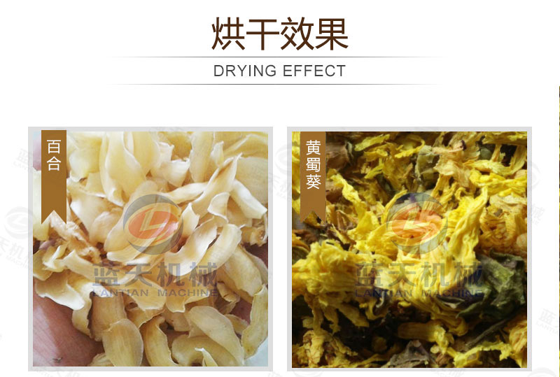 黃蜀葵網(wǎng)帶式烘干機烘干效果