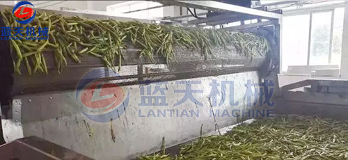 山西黃花菜網(wǎng)帶烘干機(jī)客戶現(xiàn)場(chǎng)